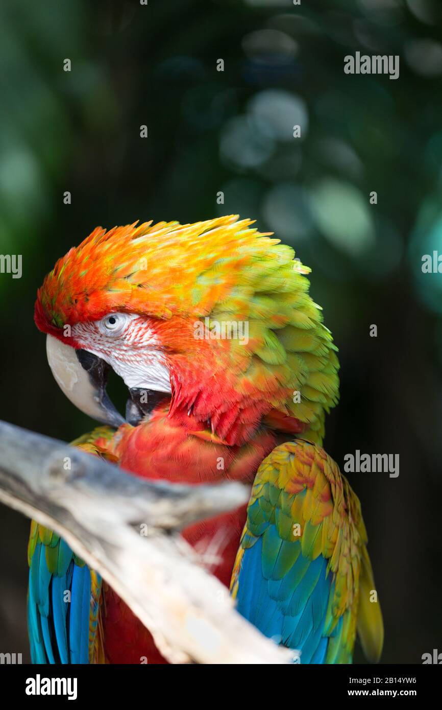 Wilder exotischer Rotara-Papagei Stockfoto