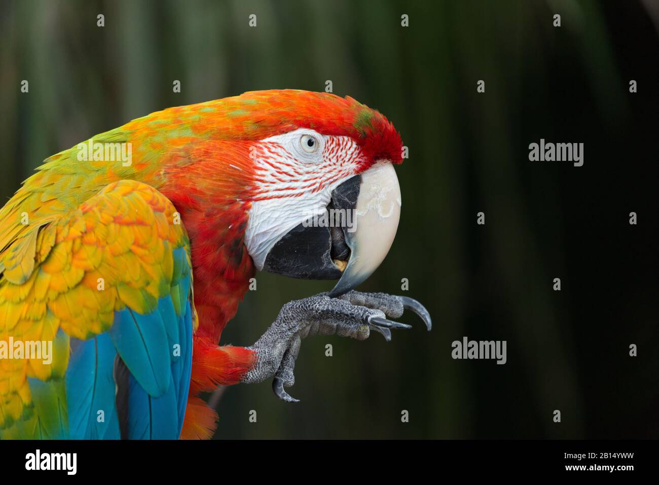 Wilder exotischer Rotara-Papagei Stockfoto