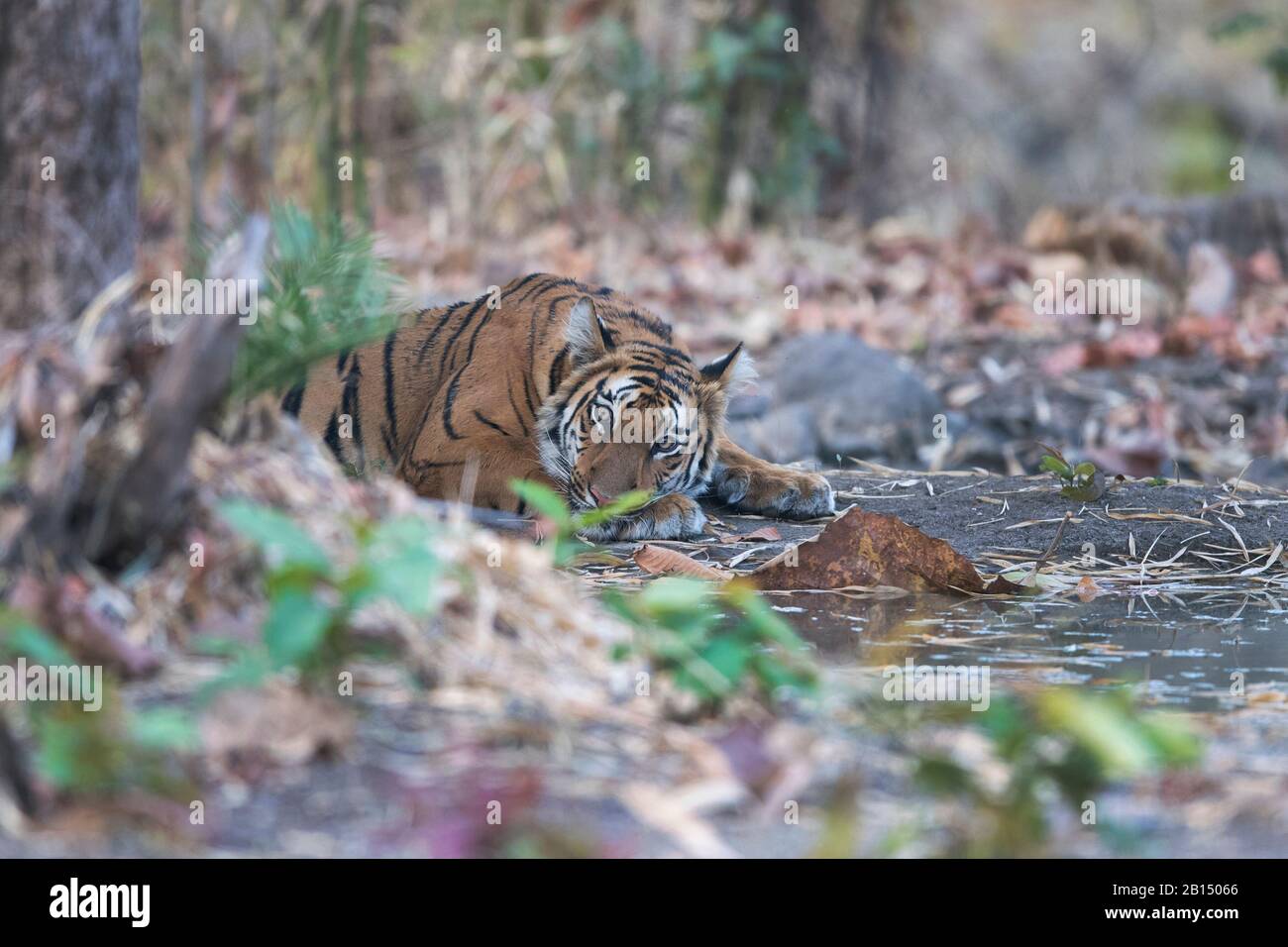 Das Bild des Tigers (Panthera tigris), der im Tipeshwar Wildlife Sanctuary, Maharashtra, Indien, Asien, ruht. Stockfoto