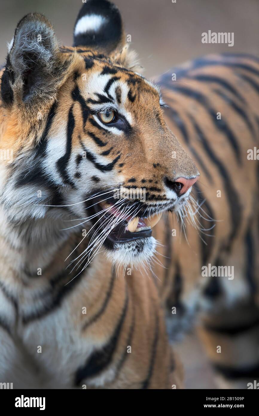 Das Bild des Tigers (Panthera tigris) im Tipeshwar Wildlife Sanctuary, Maharashtra, Indien, Asien. Stockfoto