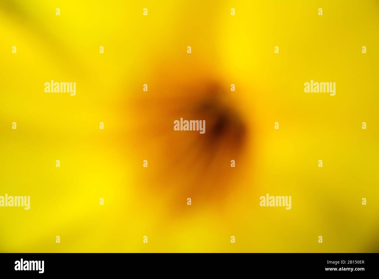 Abstrakter Hintergrund : sommerliche Farbtöne verträumt schöne gelbe Blumenfarbe Farbabstufung mit Pollen verschwommener Hintergrund Stockfoto
