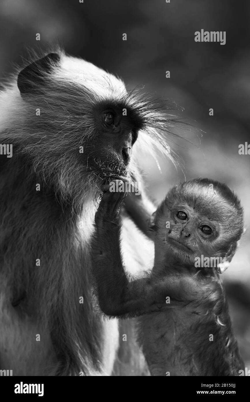 Das Bild von Grey Langur oder Hanuman Langur (Semnopithecus) Mutter und Baby in Nagzira Wildlife Sanctuary, Maharashtra, Indien, Asien. Stockfoto