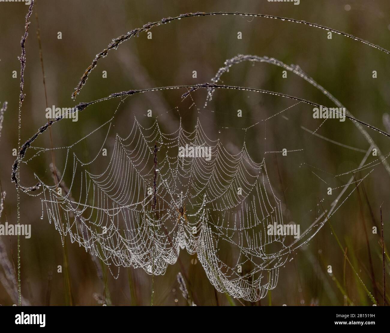 Europäische Gartenspinne, Araneus diadematus auf einer Taupe orb-Web auf dem Heideland, am frühen Morgen. Stockfoto