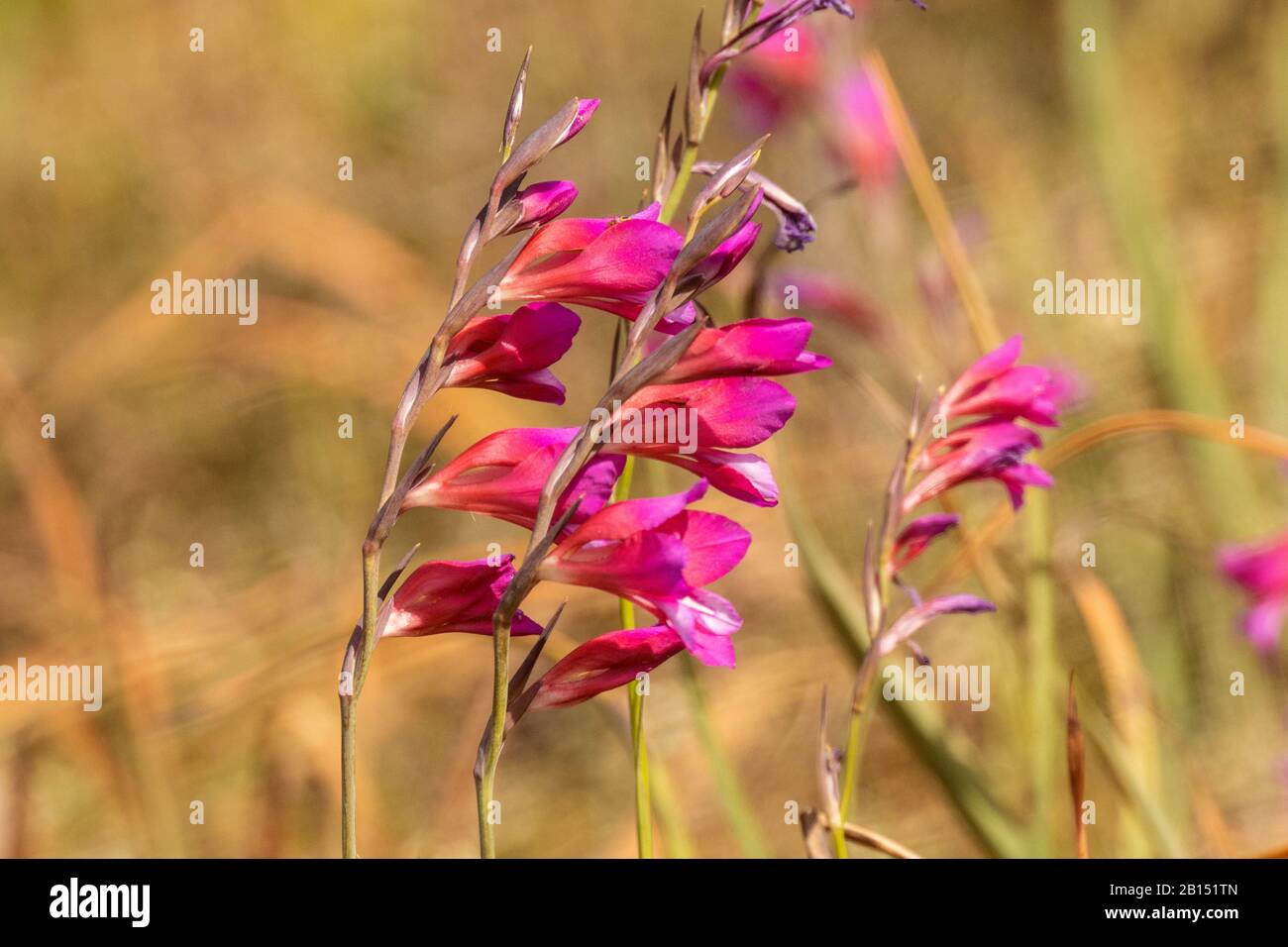 Marsh Gladiolus (Gladiolus palustris), Rosa Blumen, Seitenansicht, Spanien, Balearen, Mallorca Stockfoto
