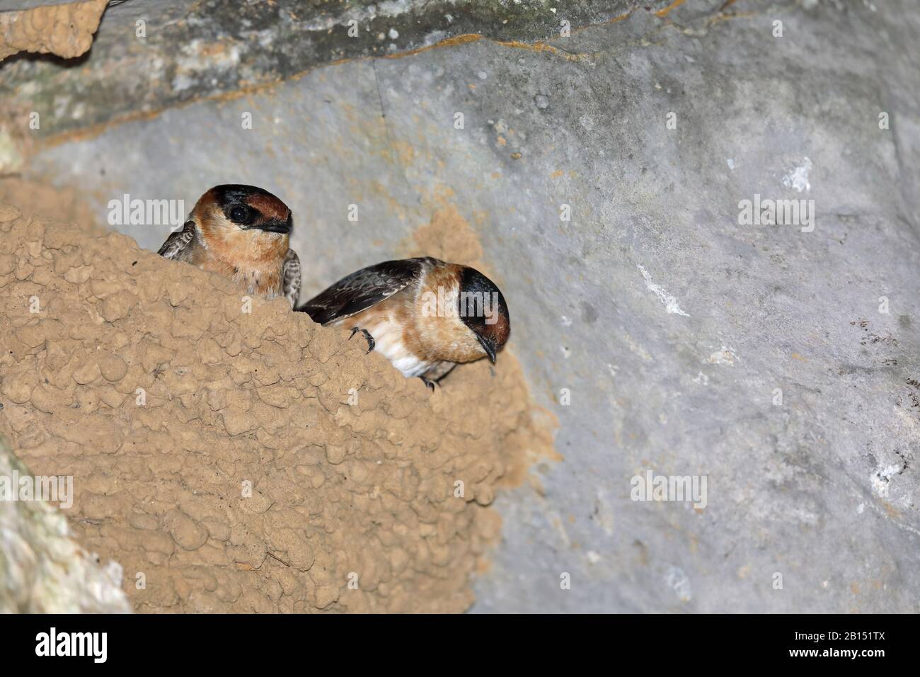 Höhlenschlucken (Hirundo fulva), Jungtiere im Nest, Kuba, La Guira Nationalpark Stockfoto