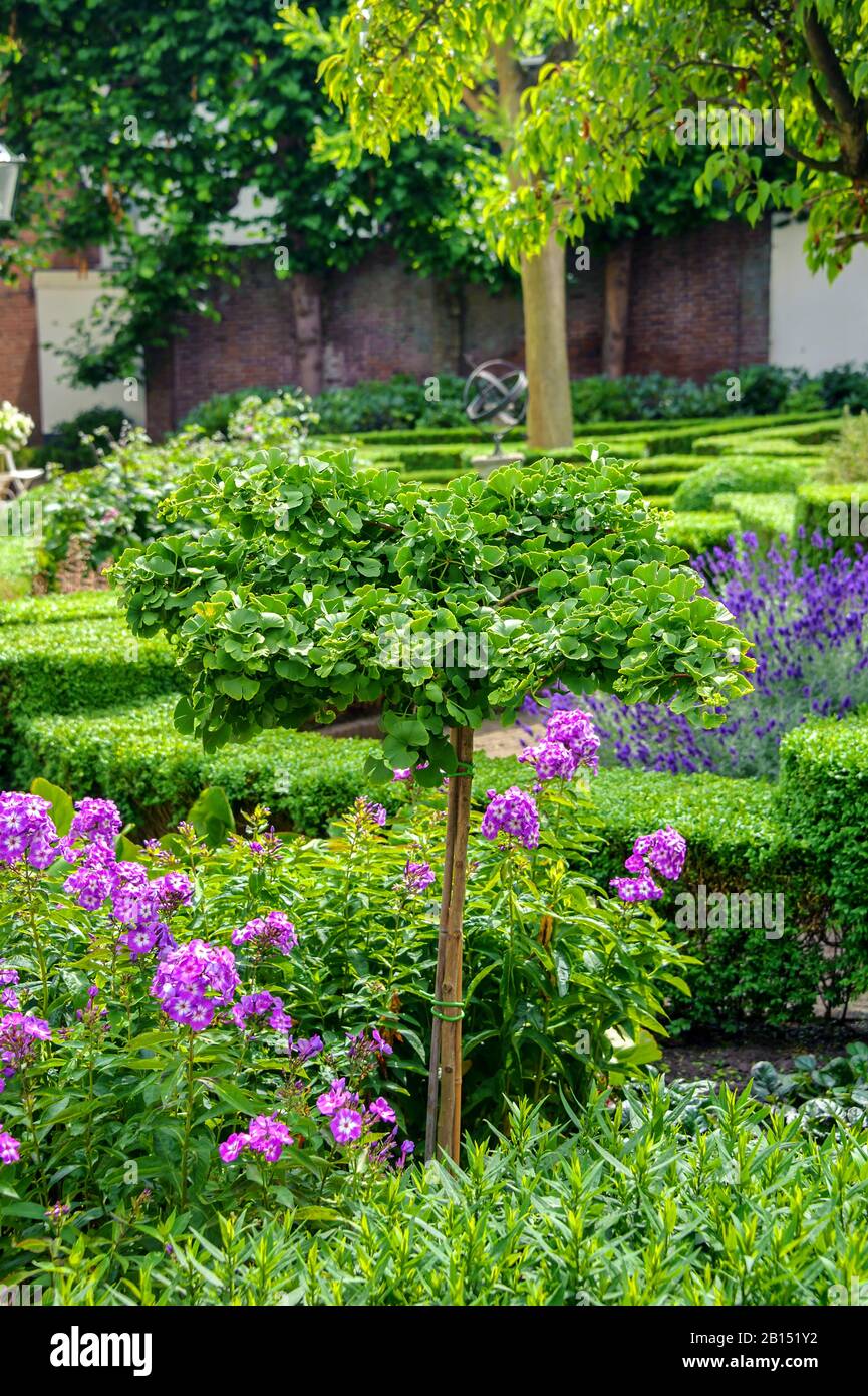 Maidenhaarbaum, Ginkgo-Baum, Gingko-Baum, Ginko-Baum (Ginkgo biloba 'Mariken', Ginkgo biloba Mariken), Kultivar Mariken Stockfoto