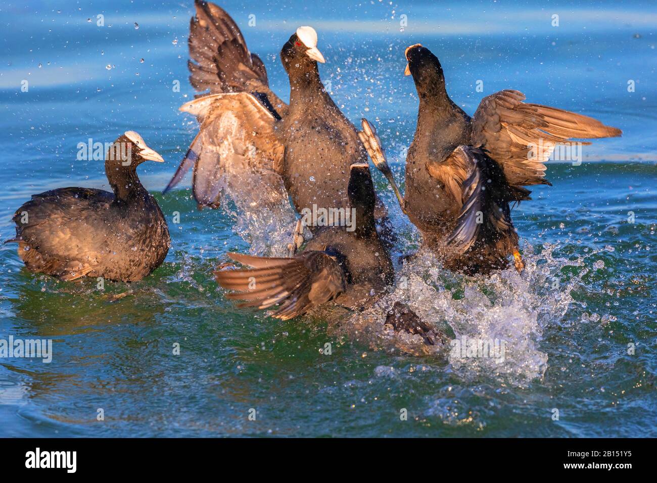 Black Coot (Fulica atra), zwei rivalisierende Paare, die für ein Brutgebiet kämpfen, Deutschland, Bayern Stockfoto