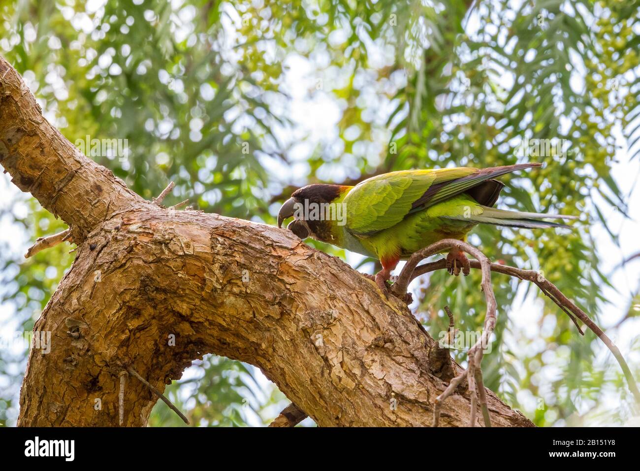 Anday Conure (Aratinga nenday, Nandayus nenday), perches on a branch and nibbling at the Bark, side View, Kanarische Inseln, Teneras Stockfoto