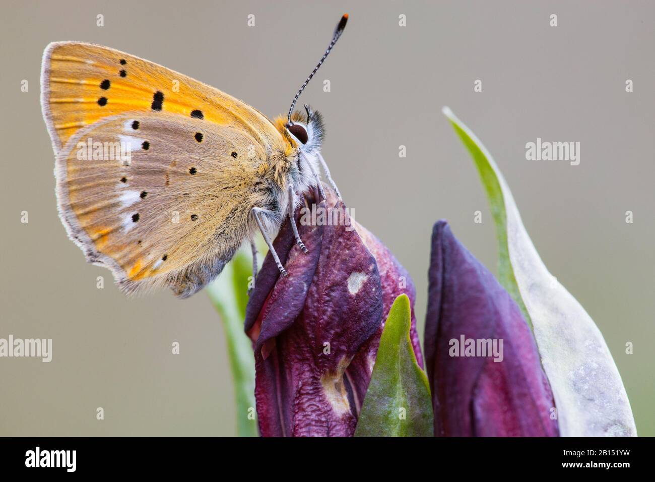 Knappes Kupfer (Heodes virgaureae, Lycaena virgaureae, Chrysophanus virgaureae), sitzt auf einer Blumenknospe, Schweiz, Wallis Stockfoto