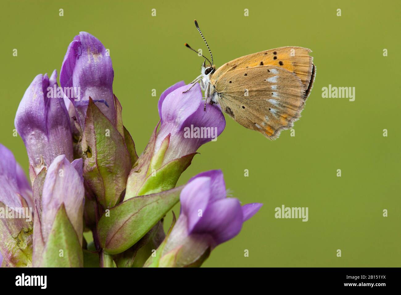Knappes Kupfer (Heodes virgaureae, Lycaena virgaureae, Chrysophanus virgaureae), sitzt auf einer violetten Blume, Schweiz, Wallis Stockfoto
