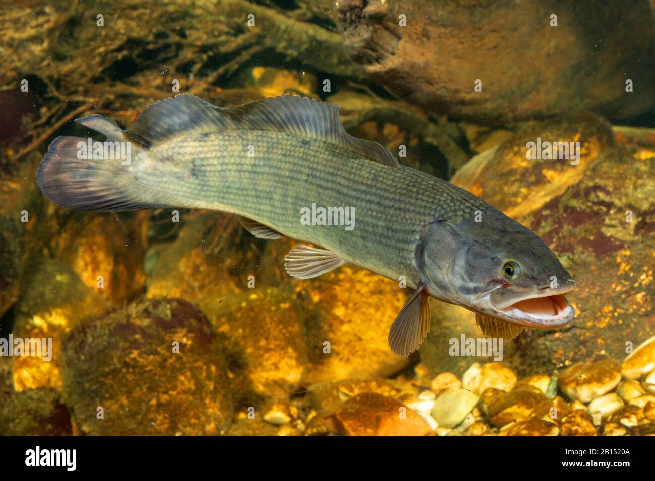 Bowfin (Amia calva), mit offenem Mund Stockfoto