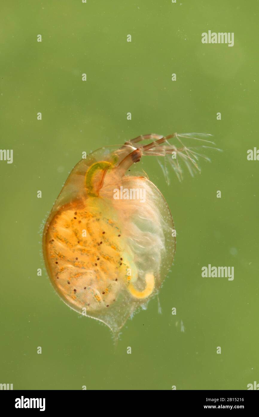 Gewöhnlicher Wasserfloh (Daphnia pulex), Weibchen mit Nachkommen in ihrem Bauch, Deutschland Stockfoto