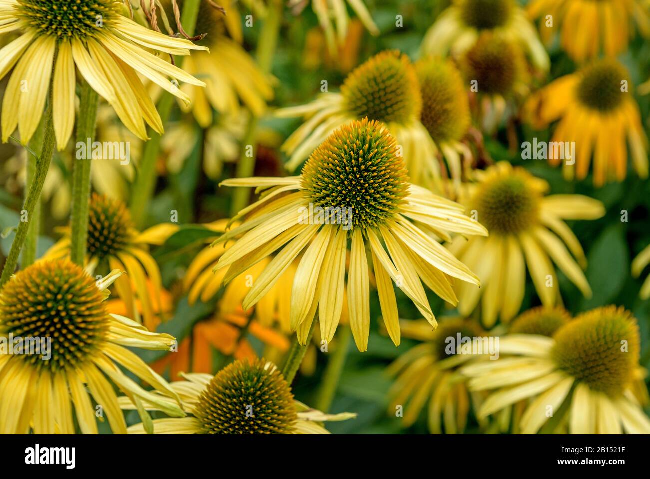 Violette Kegelblume, Ostpurpurpurblume, Purpurblume (Echinacea purpurea 'Jetzt Käserer', Echinacea purpurea Jetzt Cheesier), Cultivar Jetzt Cheesier, Deutschland, Thueringen Stockfoto