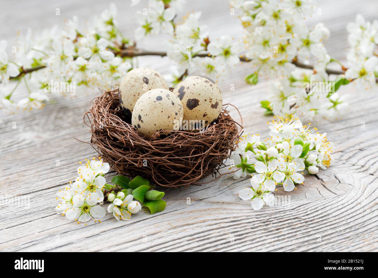 Europäische Pflaume (Prunus domestica), Gelege mit Wachteln und Pflaumentrittchen, osterdekoration, Schweiz Stockfoto