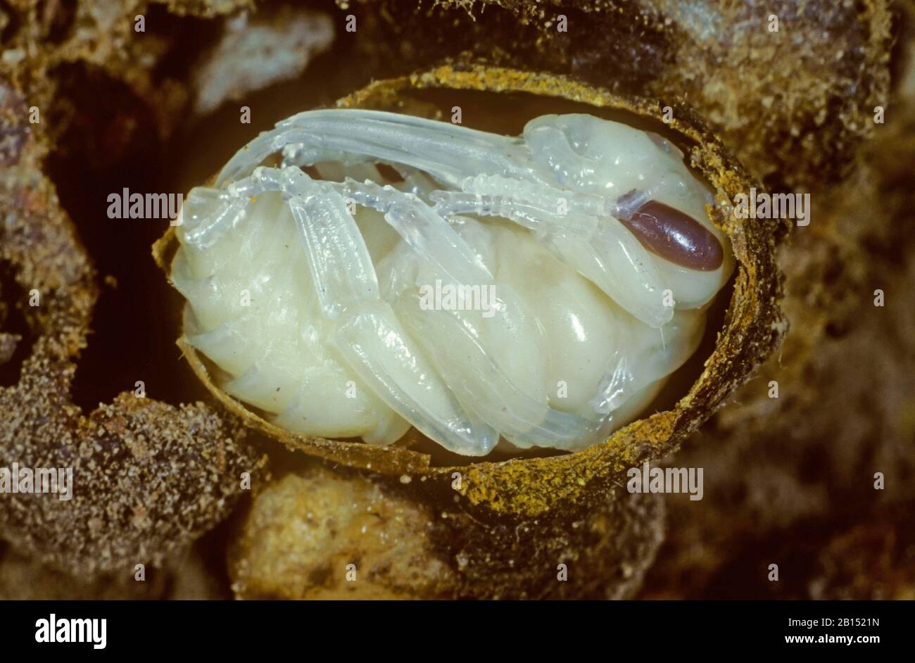 Rotschwanz Biene (Bombus lapidarius, Pyrobombus lapidarius, Aombus lapidarius), junge Hummeln brüten aus einem Kokon, nisten, Deutschland Stockfoto