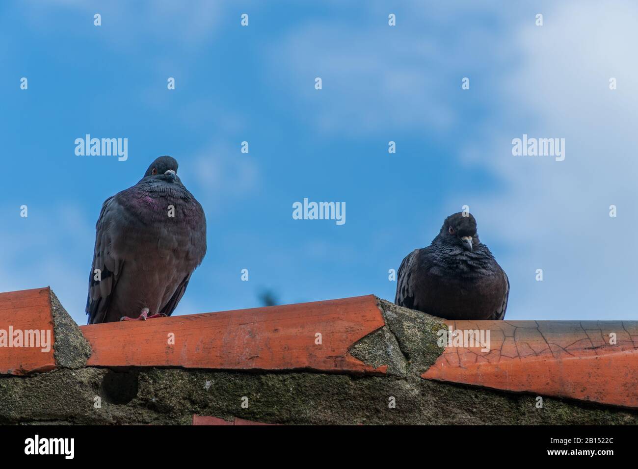 Zwei Tauben (gewöhnliche Holztaube) sitzen nebeneinander auf einem Dachfirst in Wroclaw, Polen. Blauer Himmel mit Wolken im Hintergrund. Nahaufnahme Stockfoto