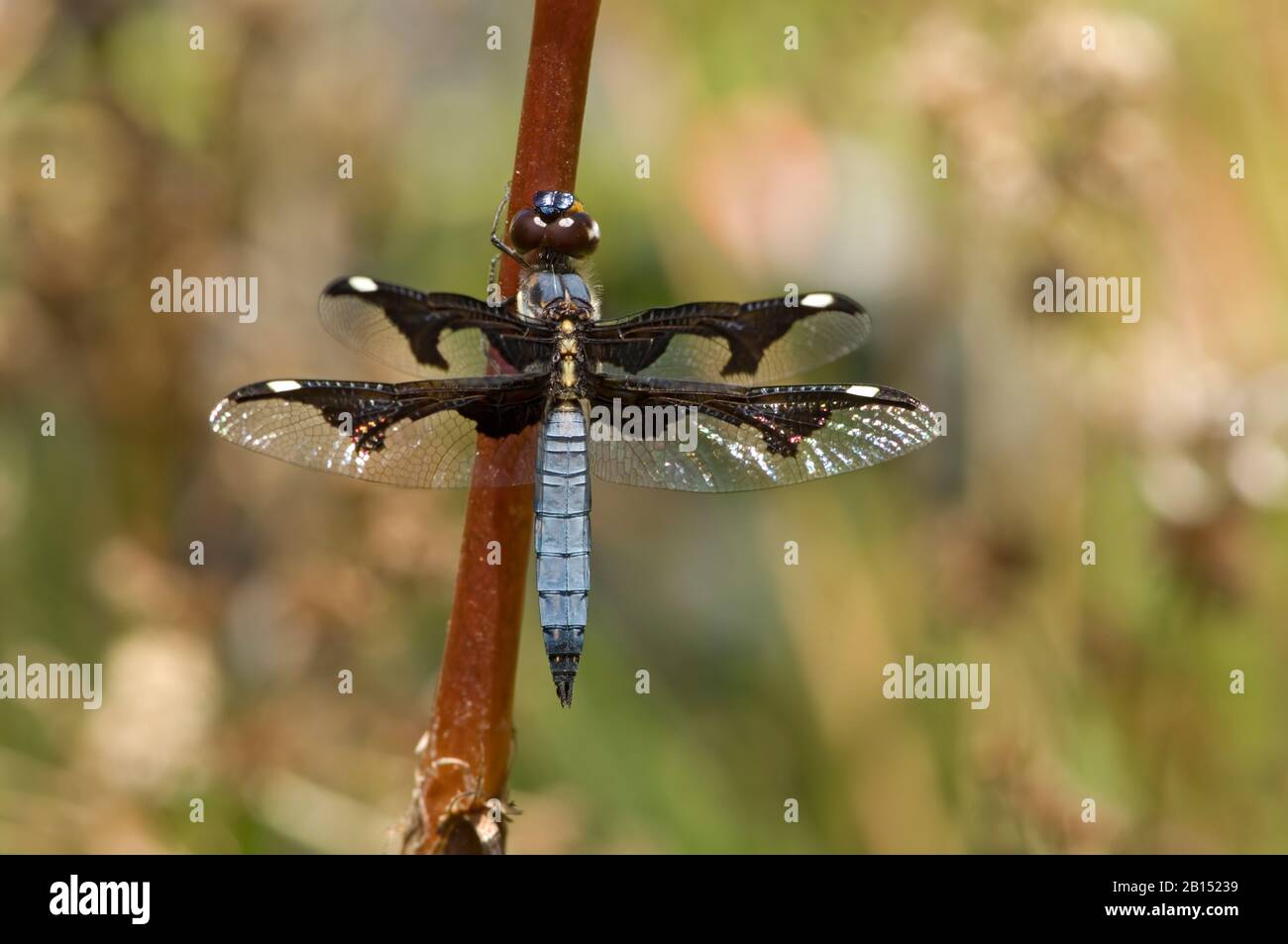 Portia Widow (Palpopleura portia), männlich an einem Stamm, Südafrika, Limpopo Stockfoto