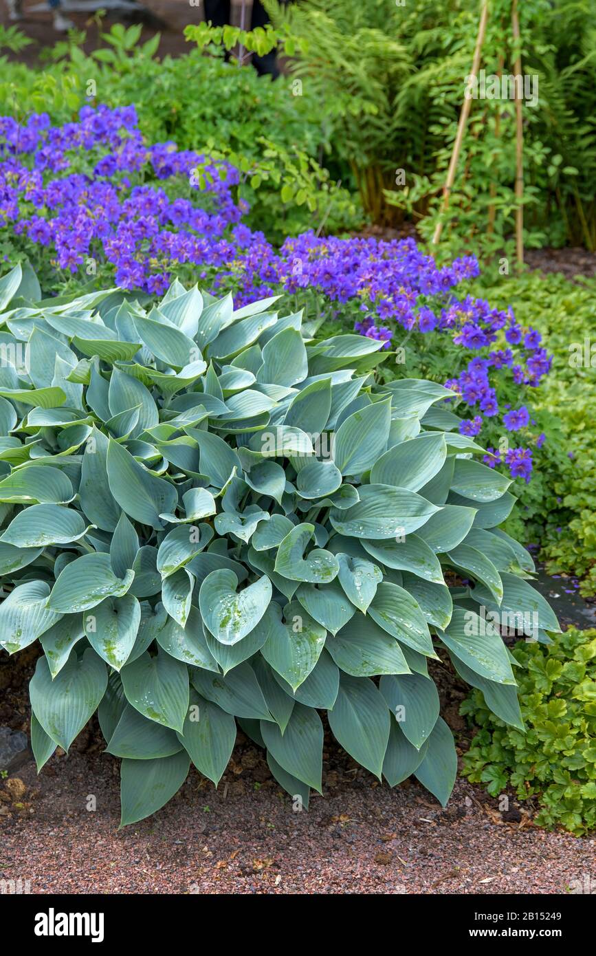 Pflanzen-Lilie (Hosta fortunei Halcyon, Hosta Halcyon), Kultivar Halcyon Stockfoto