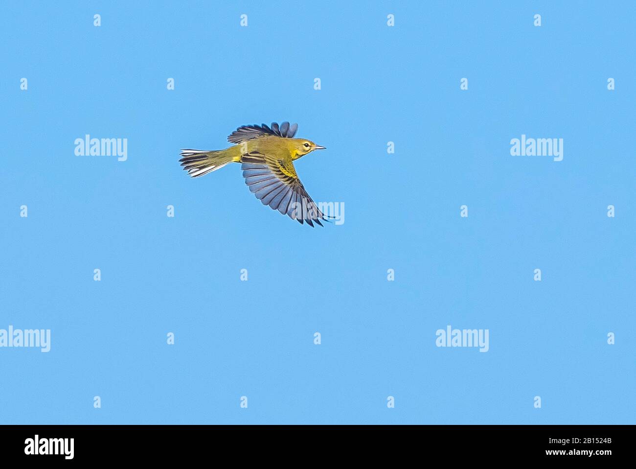 Prairie Warbler (Setophaga discolor), in Flight, USA, New Jersey Stockfoto