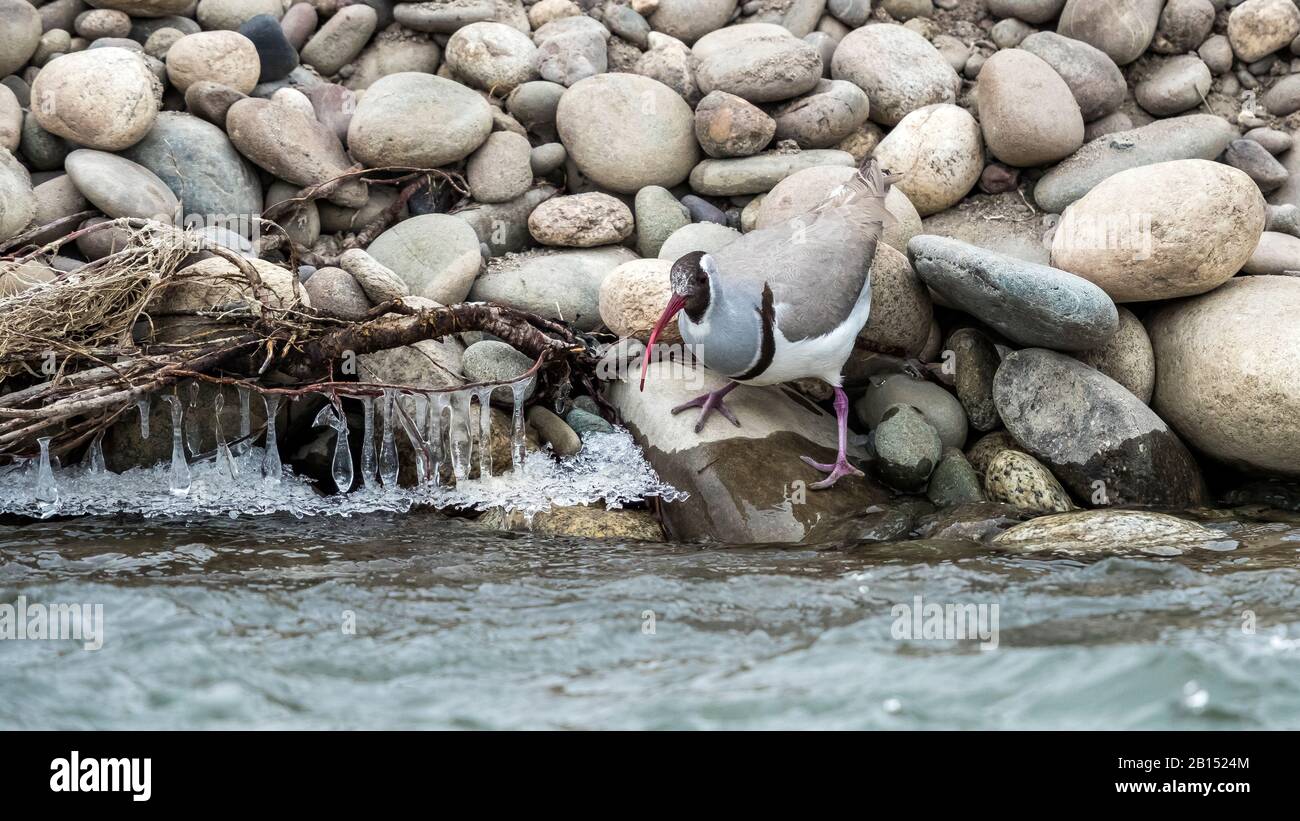 Ibis Bill (Ibidorhyncha struthersii), am felsigen Ufer des Indus River, Indien Stockfoto