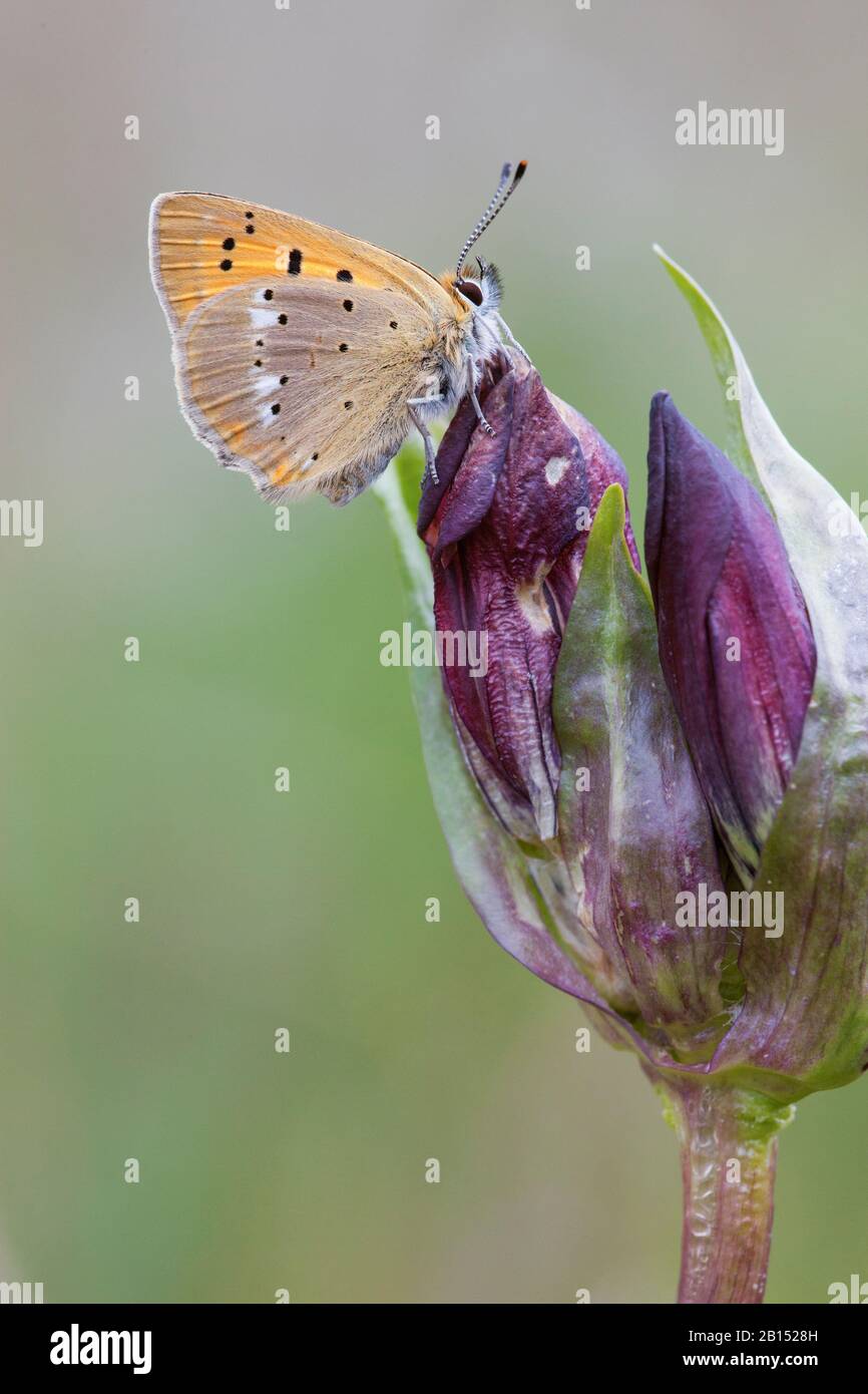 Knappes Kupfer (Heodes virgaureae, Lycaena virgaureae, Chrysophanus virgaureae), sitzt auf einer Blumenknospe, Schweiz, Wallis Stockfoto