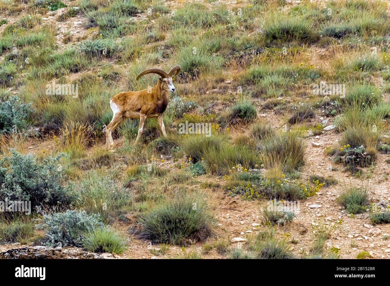 Konya Wildschafe (Ovis orientalis anatolica), männlich, Türkei, Konya Stockfoto