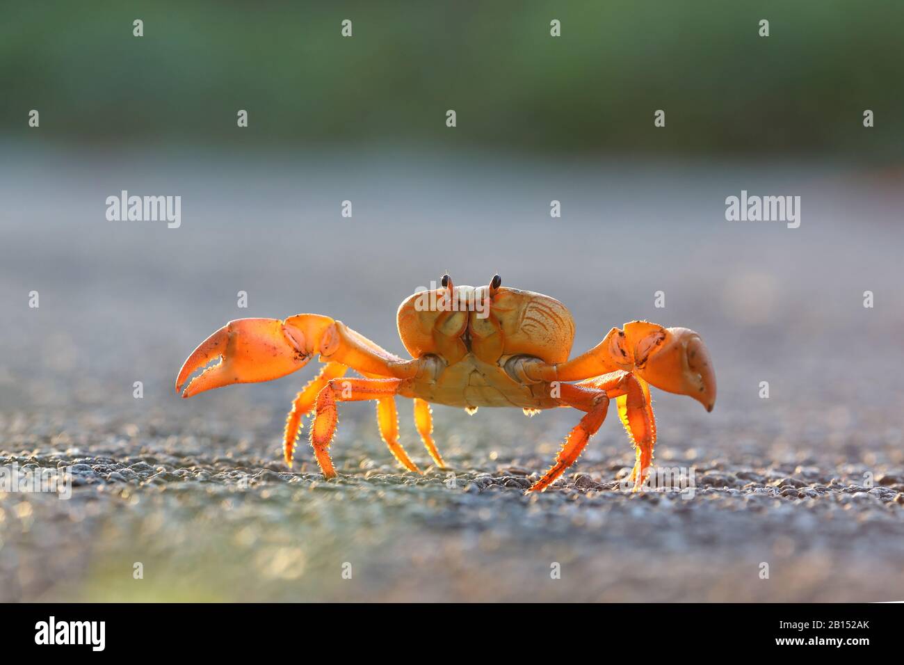 Lila Landkrabbe, schwarze Landkrabbe, rote Landkrabbe, Zombiekrabbe (Gecarcinus ruricola), Krabbenwanderung, Kuba Stockfoto