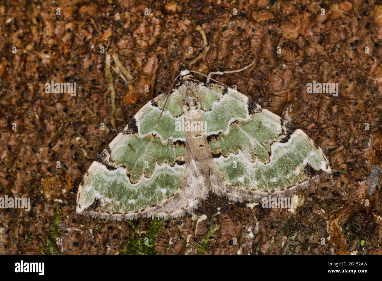 Grüner Teppich (Colostygia pectinataria, Larentia viridaria), sitzt auf Rinde, Deutschland Stockfoto Grüner Teppich (Colostygia pectinataria, Larentia viridaria), sitzt auf Rinde, Deutschland Stockfoto