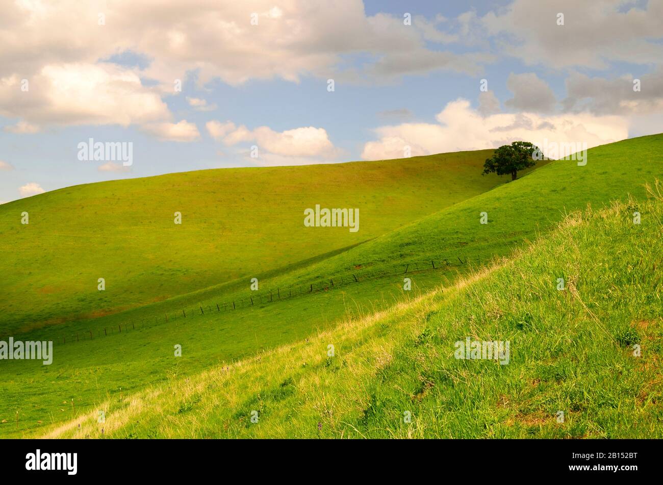 Eiche eingebettet in ein Tal auf grünen Grashügeln und blauem Himmel mit weißen Wolken, Antioch, Kalifornien, Contra Costa County, USA Stockfoto