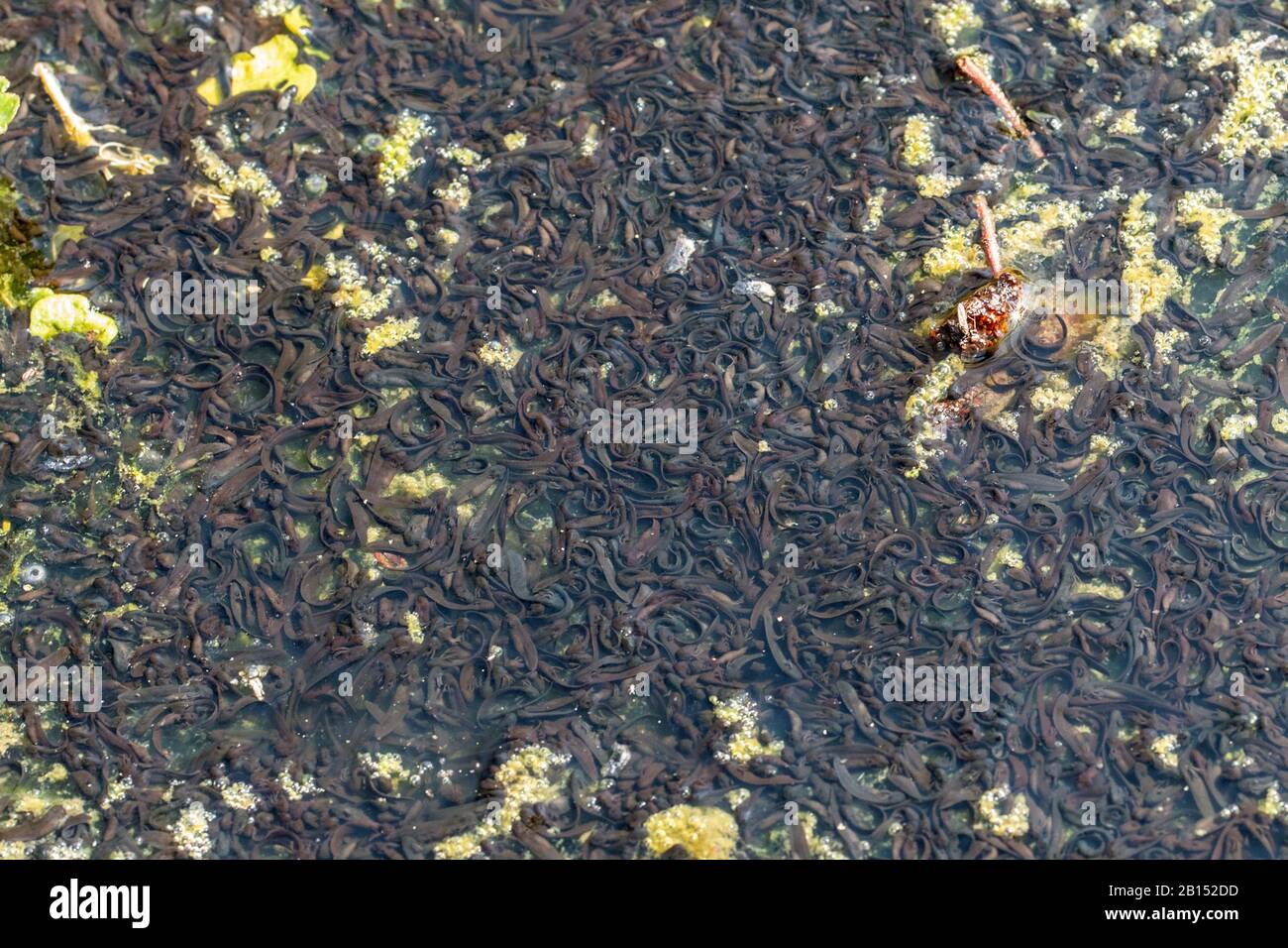 Gemeiner Frosch, Grasfrosch (Rana temporaria), Tadpole in getrockneten Laichwässern, Deutschland Stockfoto