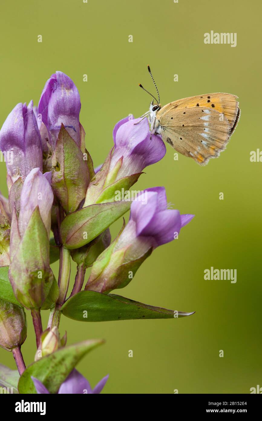 Knappes Kupfer (Heodes virgaureae, Lycaena virgaureae, Chrysophanus virgaureae), sitzt auf einer violetten Blume, Schweiz, Wallis Stockfoto