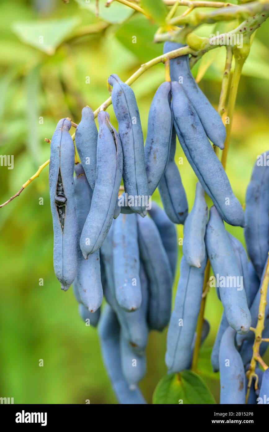 Toter Mann Finger, blauer Bohnenstrauch, blauer Bohnenbaum (Decaisnea fargesii), fruchtig Stockfoto