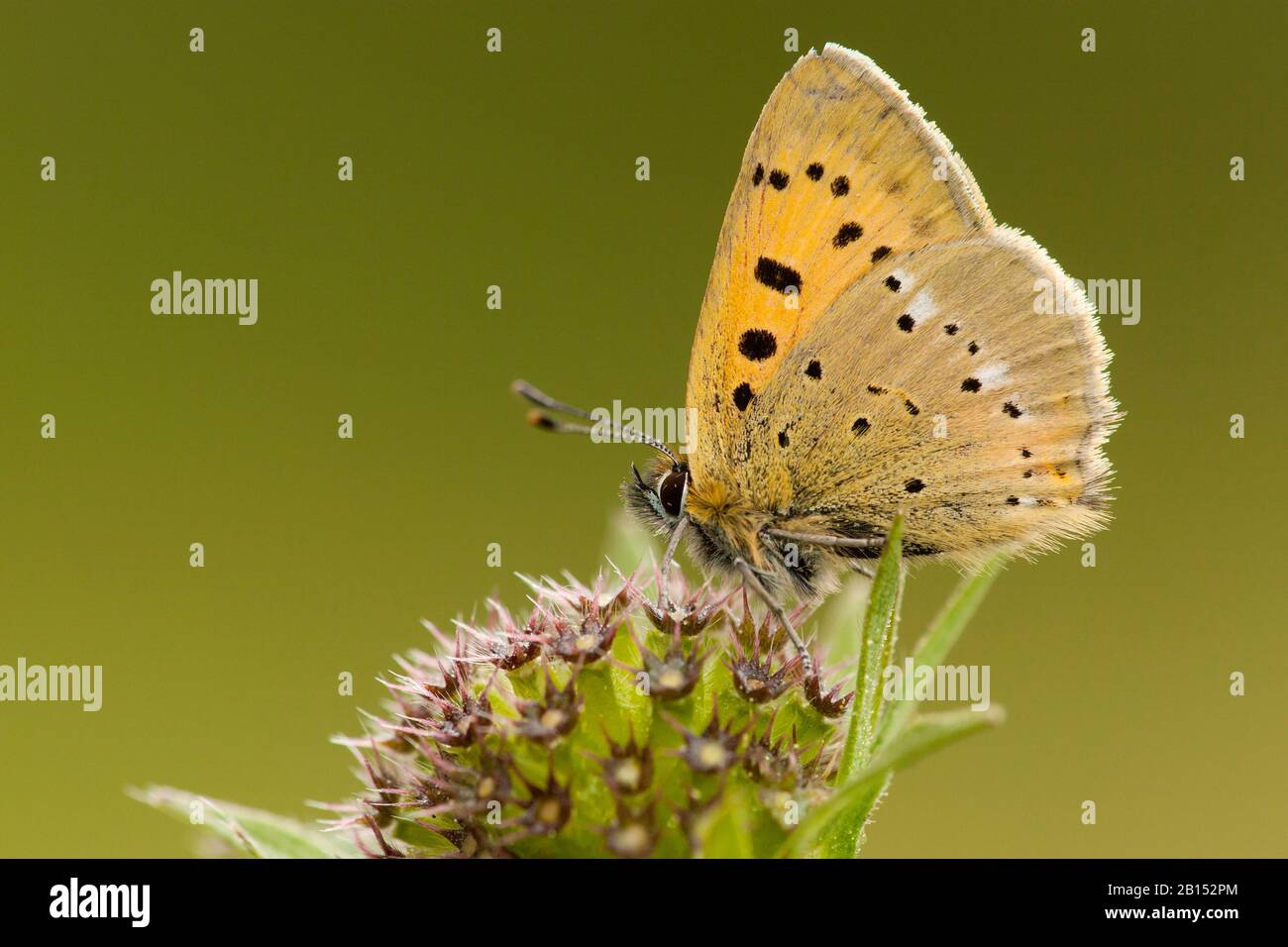 Knappes Kupfer (Heodes virgaureae, Lycaena virgaureae, Chrysophanus virgaureae), sitzt auf einer Blume, Schweiz, Wallis Stockfoto