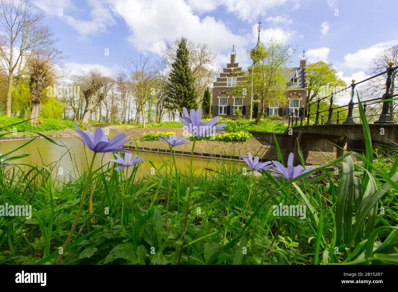 Blaue Anemone, Bergwindblume (Anemone blanda), erblüht im Martenastate Park, Niederlande, Frisia, Martenastate, Koarnjum Stockfoto