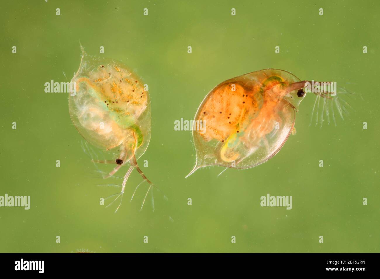 Gewöhnlicher Wasserfloh (Daphnia pulex), Weibchen mit Nachwuchs im Bauch, Deutschland Stockfoto