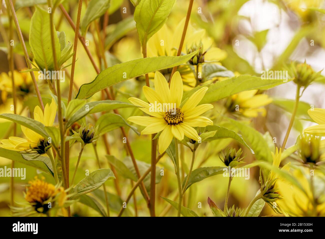 Gemeinsame Sonnenblume (Helianthus 'Lemon Queen', Helianthus Lemon Queen), Cultivar Lemon Queen, Deutschland, Berlin Stockfoto