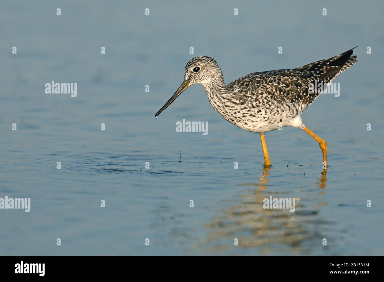 Größere Gelbbeine (Tringa melanoleuca), auf dem Futter im Flachwasser, Kuba, Zapata-Nationalpark Stockfoto