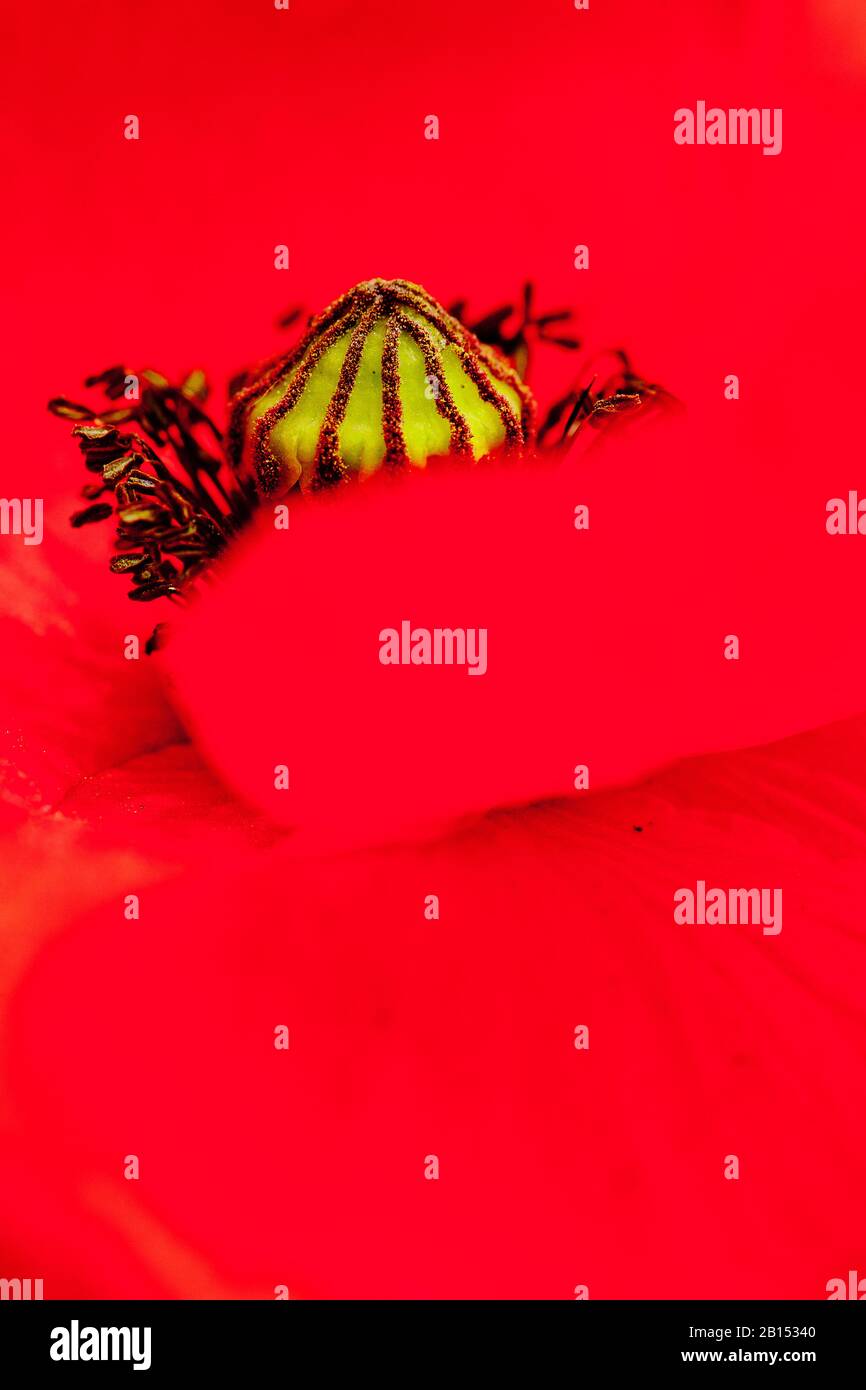 Gemeiner Mohn, Maismohn, Roter Mohn (Papaver rhoeas), Blüte, Detail, Deutschland, Thueringen Stockfoto