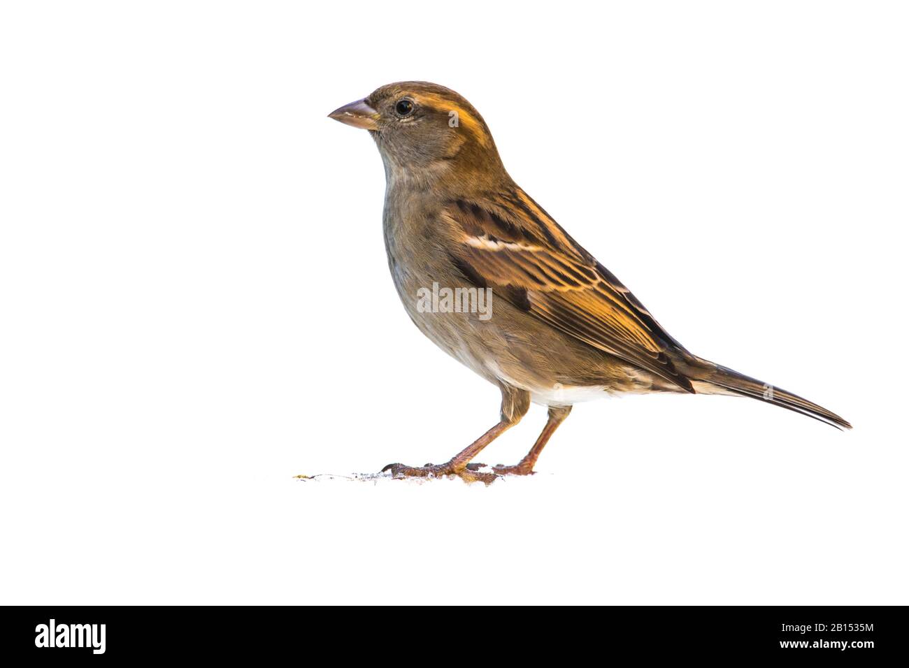 Hauspfeil (Passer domestcus), weiblich, Seitenansicht, Niederlande, Frisia Stockfoto