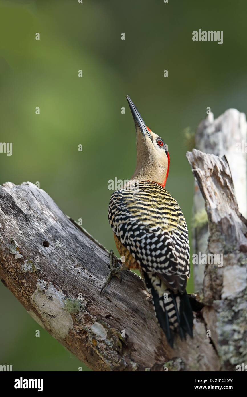 Westindischer Specht (Melanerpes superciliaris), Männchen sitzt auf einem toten Baum, Kuba Stockfoto