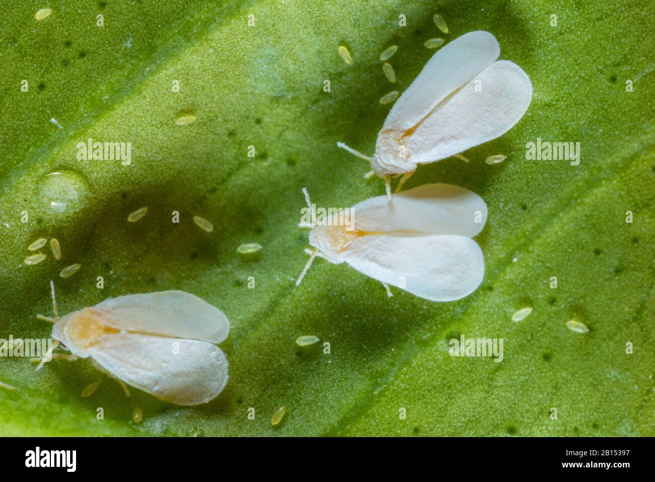 Gewächshaus weiß (Trialeurodes vaporariorum), drei Fliegen, die Eier auf einem Zitronenblatt legen, Ansicht von oben Stockfoto