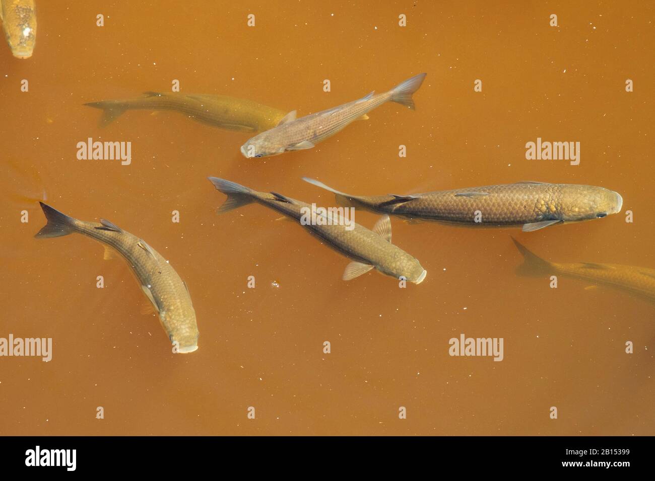 Gestreifter grauer Mullet, gestreifter Mullet, gemeiner grauer Mullet, flackernder grauer Mullet, Flathead-Mullet (Mugil cephalus), Gruppe in einem Brackwasserkanal, Spanien, Balearen, Mallorca, Albufera National Park Stockfoto