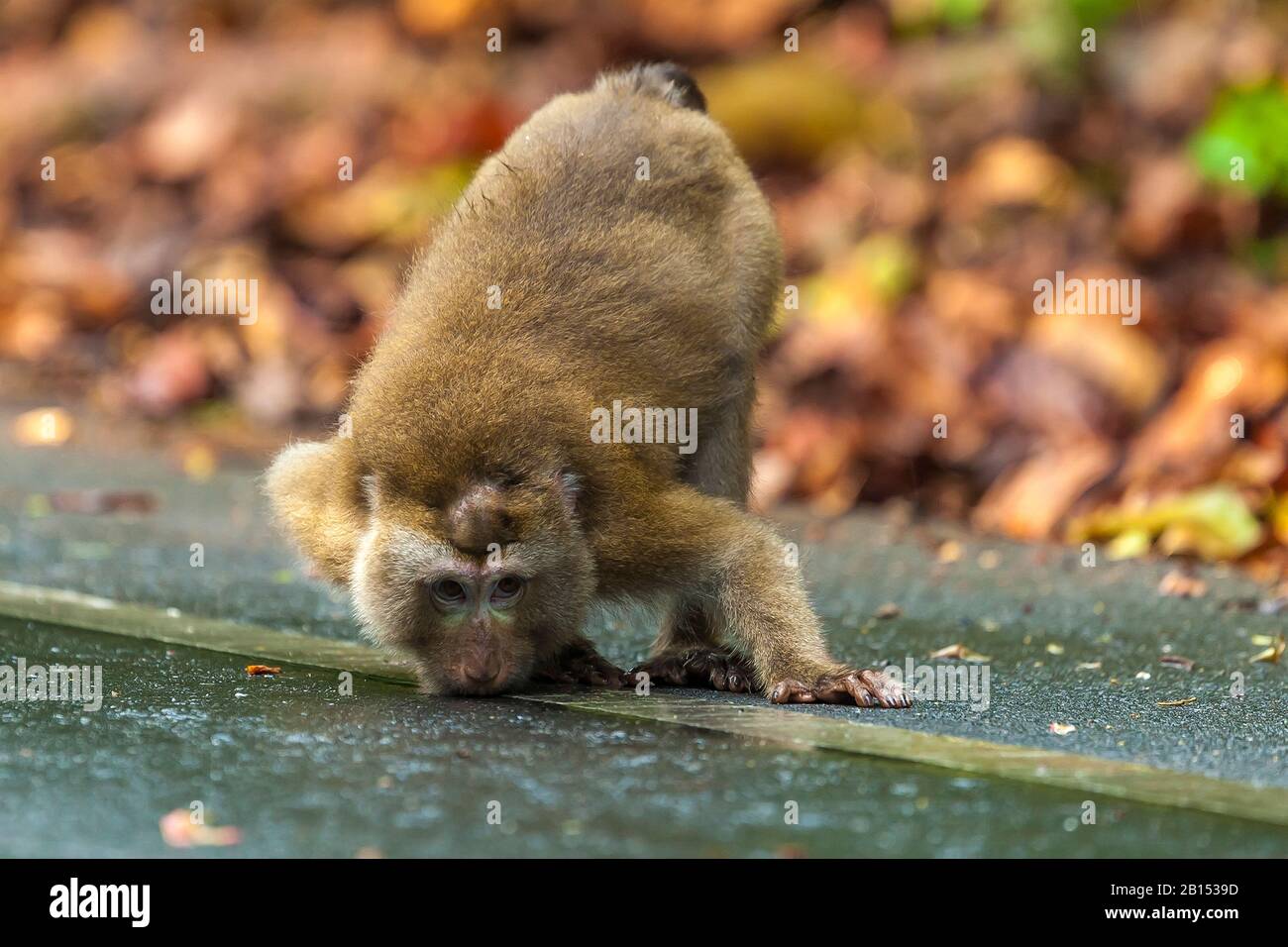 Macaque (Macaca leonina) im Norden, Männer am Straßenrand schnuppern, Vorderansicht, Thailand, Khao Yai Nationalpark Stockfoto