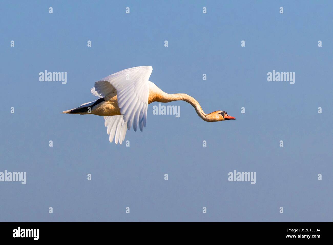 Mute Swan (Cygnus olor), männlich fliegend mit angewinkelten Hals, Seitenansicht, Deutschland, Bayern Stockfoto