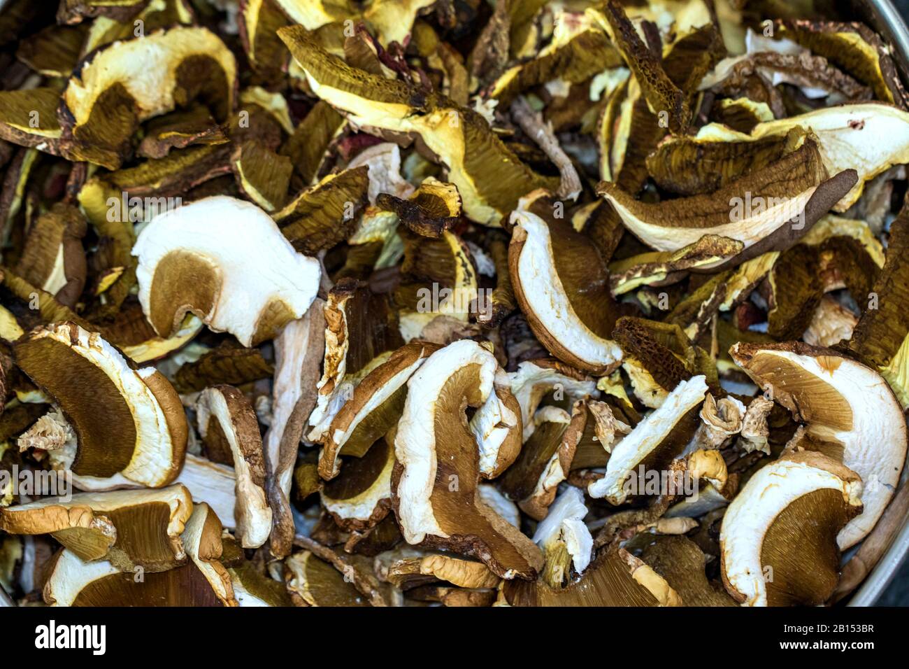 Bay-Bolete (Boletus badius, Xerocomus badius), Trockenpilze, Deutschland, Mecklenburg-Vorpommern Stockfoto