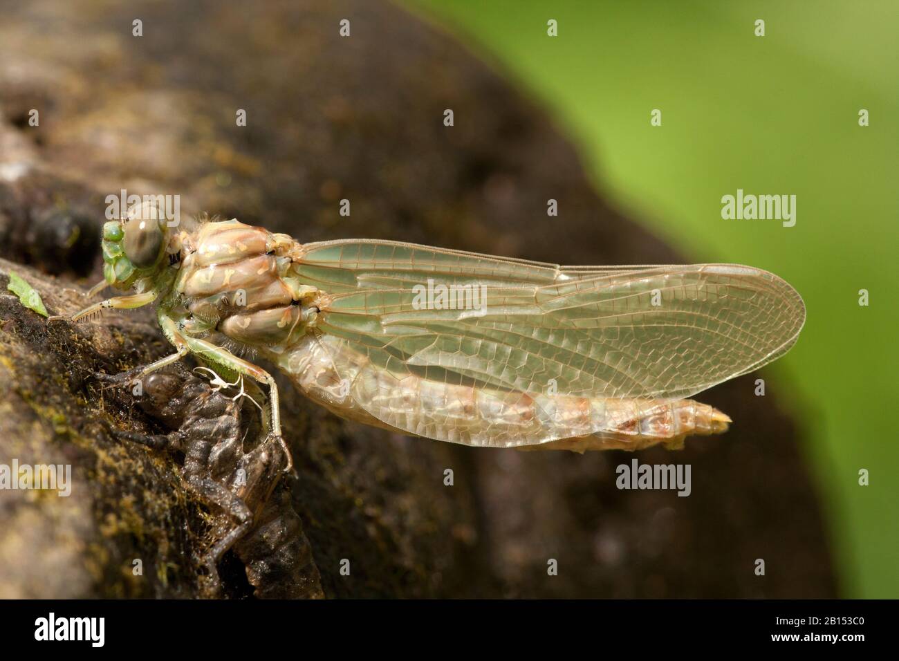 Grün-äugige Hakenlibelle (Onychogomphus forcipatus), Just Hatches, Griechenland, Lesbos Stockfoto