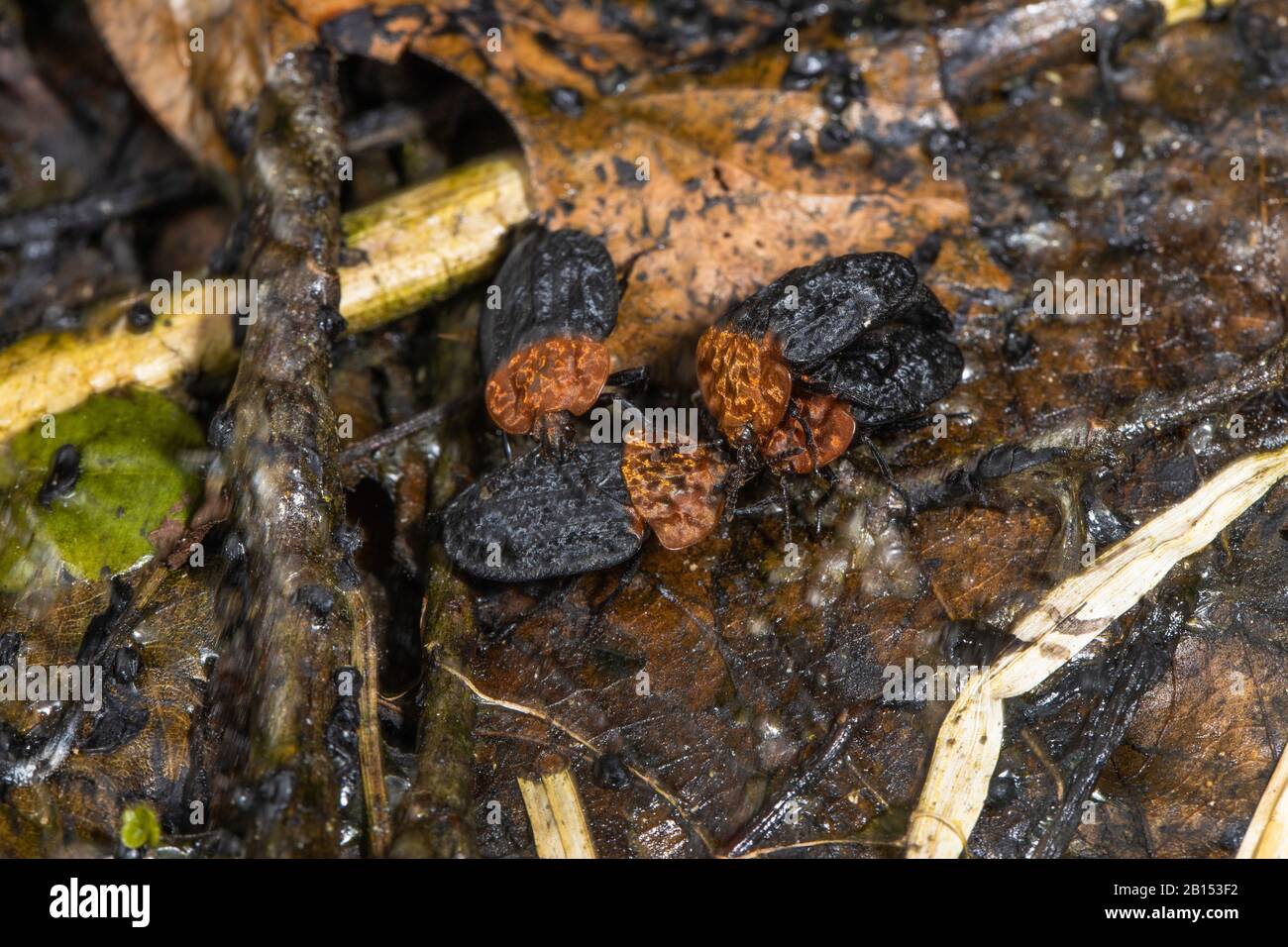 frosch zeichen auf lebensmittel insekten