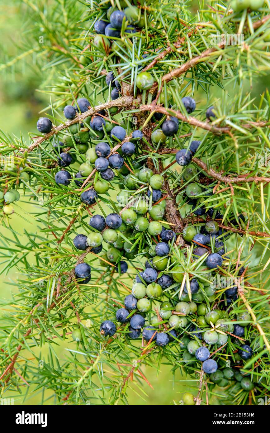 Gemeinsamer Wacholder, Bodenjuniper (Juniperus communis), mit Beeren, Deutschland, Baden-Württemberg Stockfoto