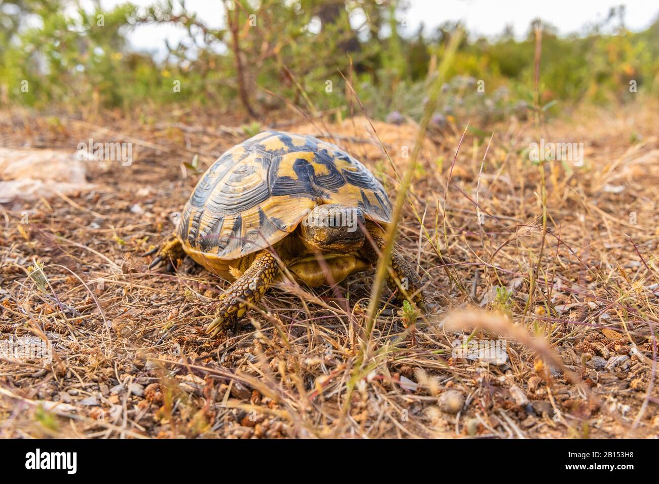 Hermanns Schildkröte, griechische Schildkröte (Testudo hermanni), auf dem Boden, Vorderansicht, Spanien, Balearen, Mallorca Stockfoto