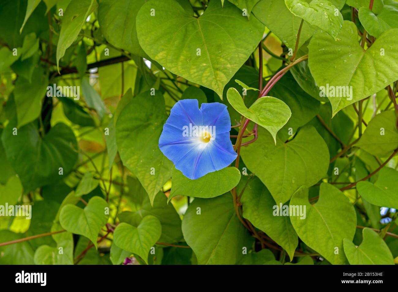 Ipomea (Ipomea tricolor), Blume, Deutschland, Berlin Stockfoto